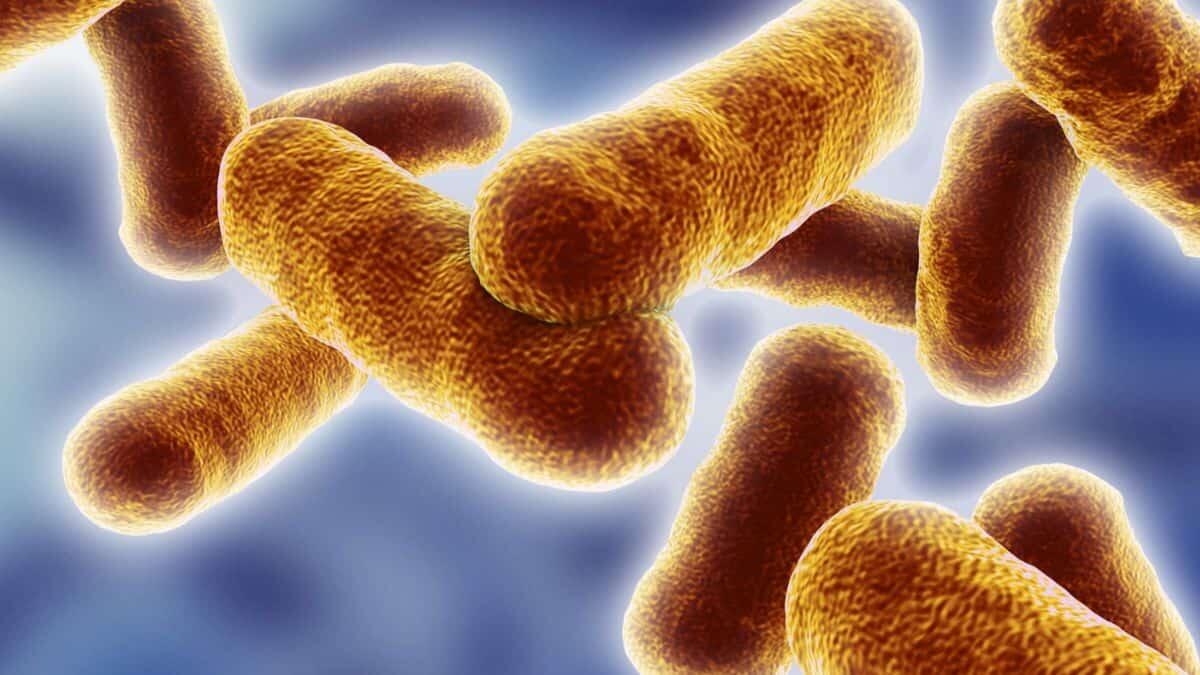Caso di tubercolosi in una scuola di Siena: positivo un dipendente scolastico - Tubercolosi