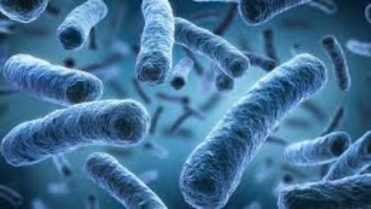 Allarme legionella in una scuola di Cormano (MI): precauzioni, ma nessun rischio per gli studenti - legionella