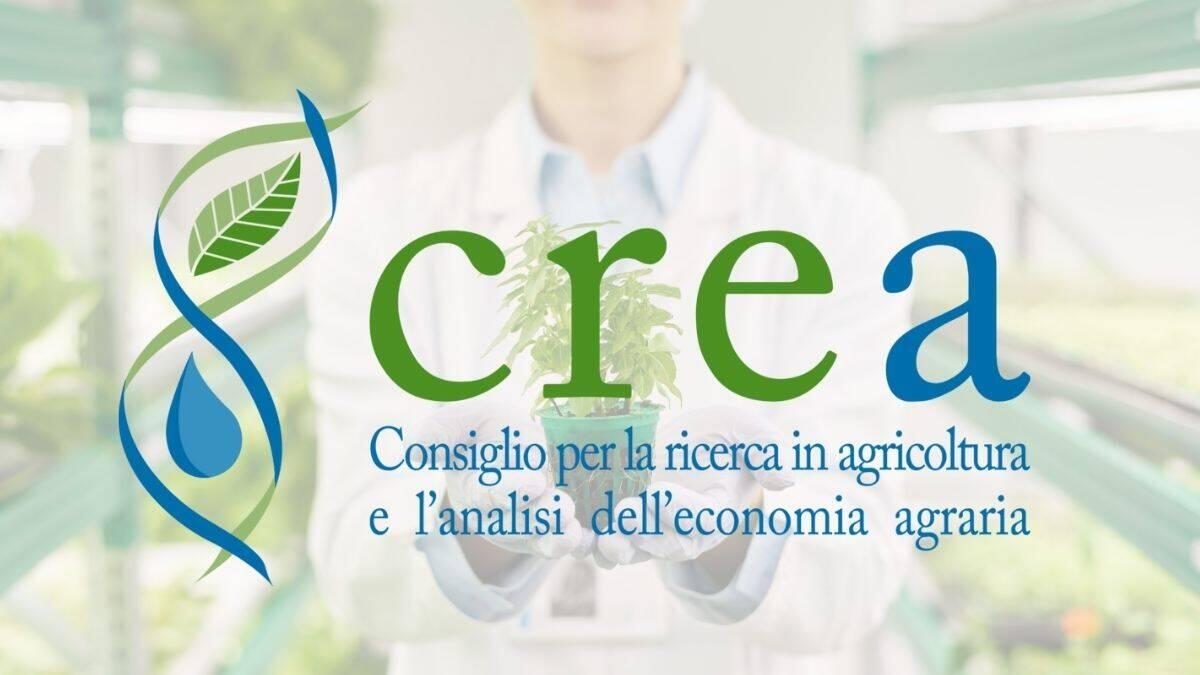 Borsa di Studio CREA-CI per laureati in ricerca agroindustriale [Bando] - CREA-CI