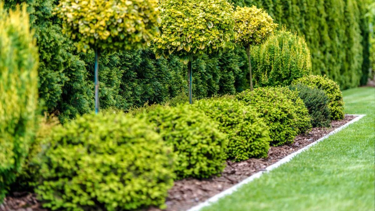 In forse il Bonus verde nel 2025: solo per alcune spese, ecco quali - Un giardino pieno di piante