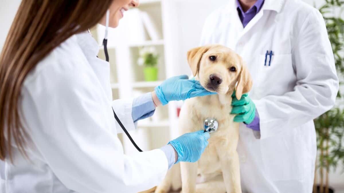 Tor Vergata, tirocinio per matricole di Veterinaria all’Izslt di Roma - Detrazioni fiscali per spese veterinarie