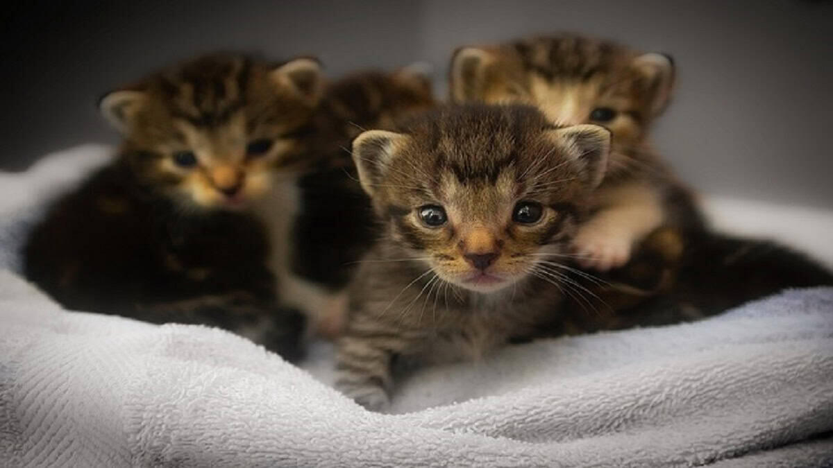 Docente lancia gattini dall’auto in autostrada: denunciata per uccisione di animali - Gattini