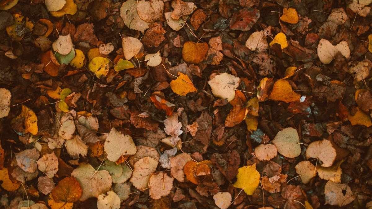 Studente si frattura il femore a scuola: scuola condannata a risarcire 26mila euro - Foglie in un bosco