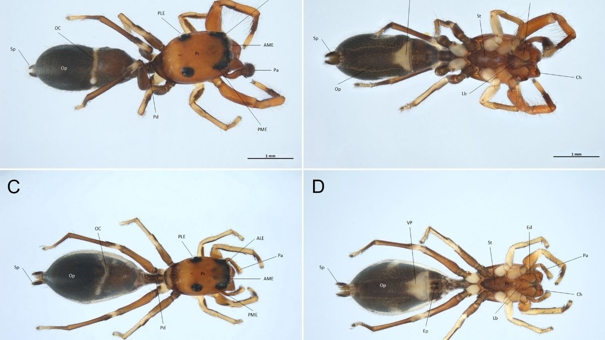 Nuova specie di ragno scoperta in Sicilia: lo studio degli entomologi di Roma Tre - Nuova specie di ragno in Sicilia