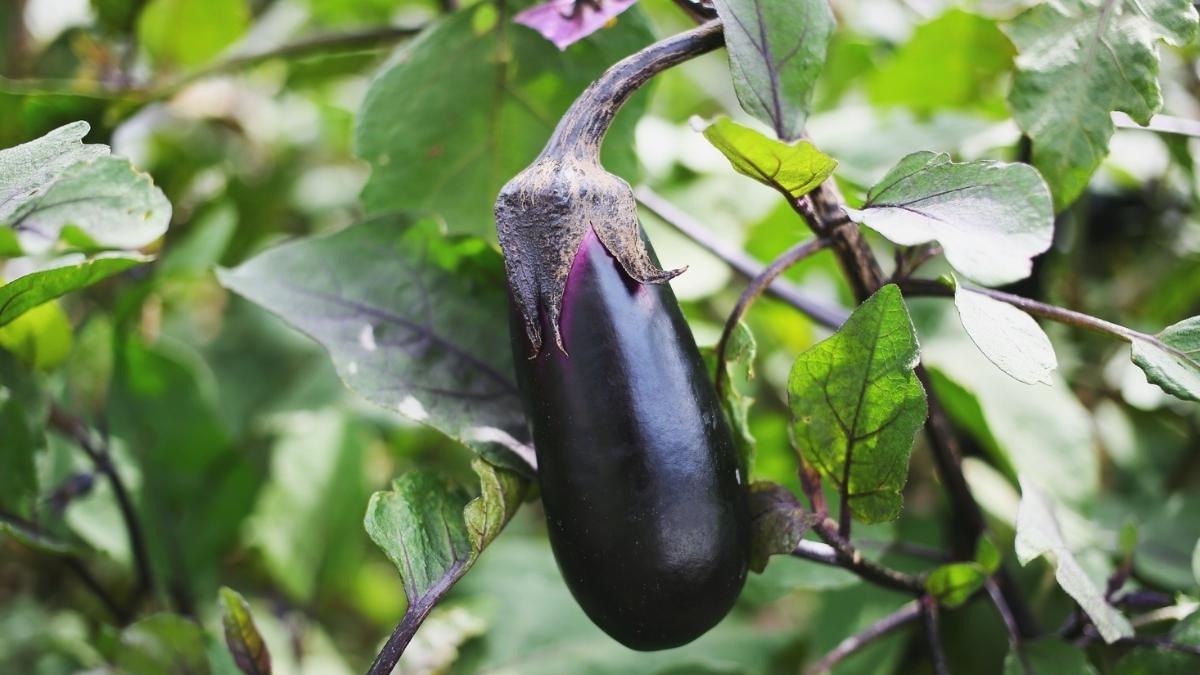 Melanzana, la ricerca di UniTO: svelato l'atlante completo di geni e dei caratteri agronomici - Melanzana