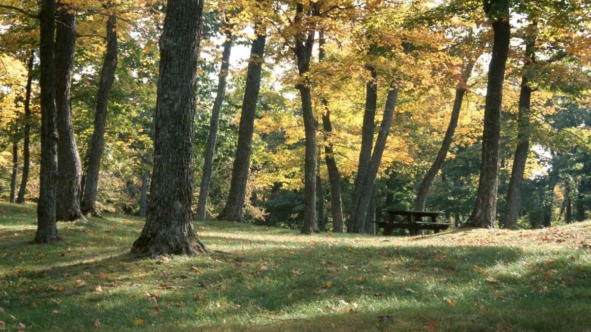 Bambini allontanati ad Arezzo, un altro caso: si ripete il dramma della famiglia nel bosco - Alberi nel bosco
