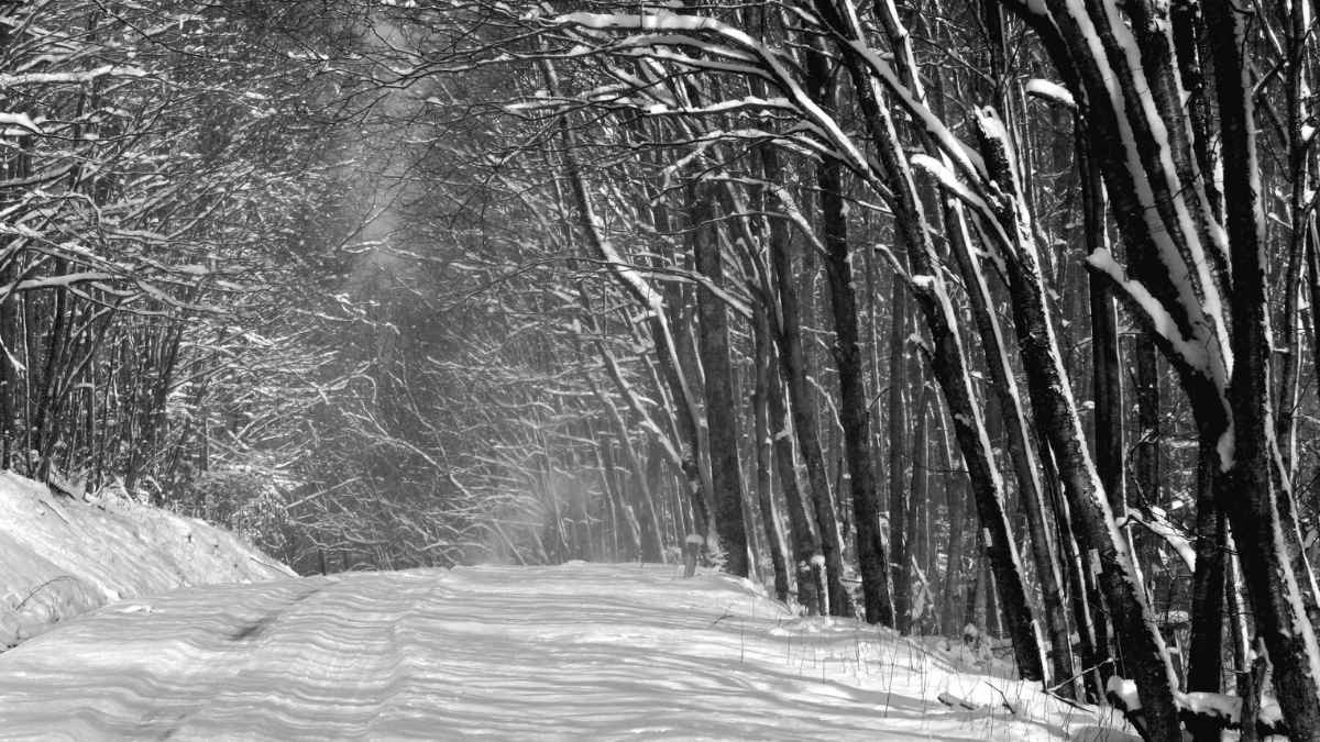 Maltempo 7 gennaio: scuole chiuse a Trieste - Maltempo con neve