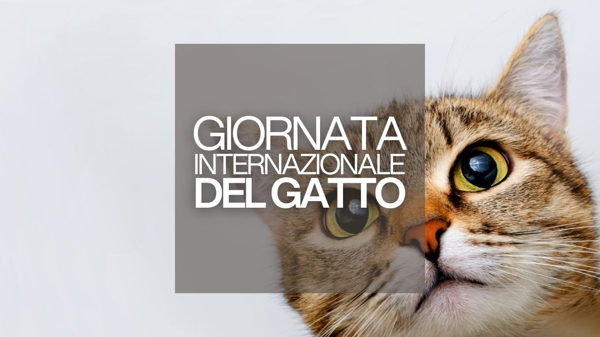 Giornata Internazionale del Gatto: storia e significato del 17 febbraio - Giornata Internazionale del Gatto