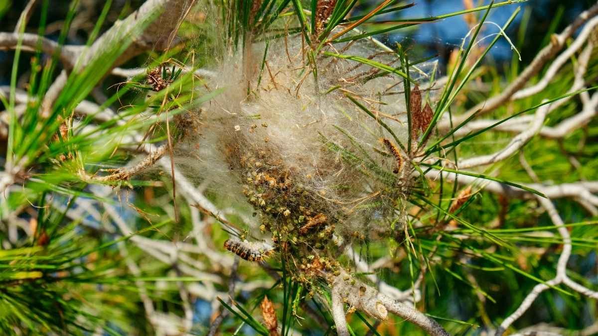 Nido di Processionaria a scuola: evacuato un istituto a Brindisi - 