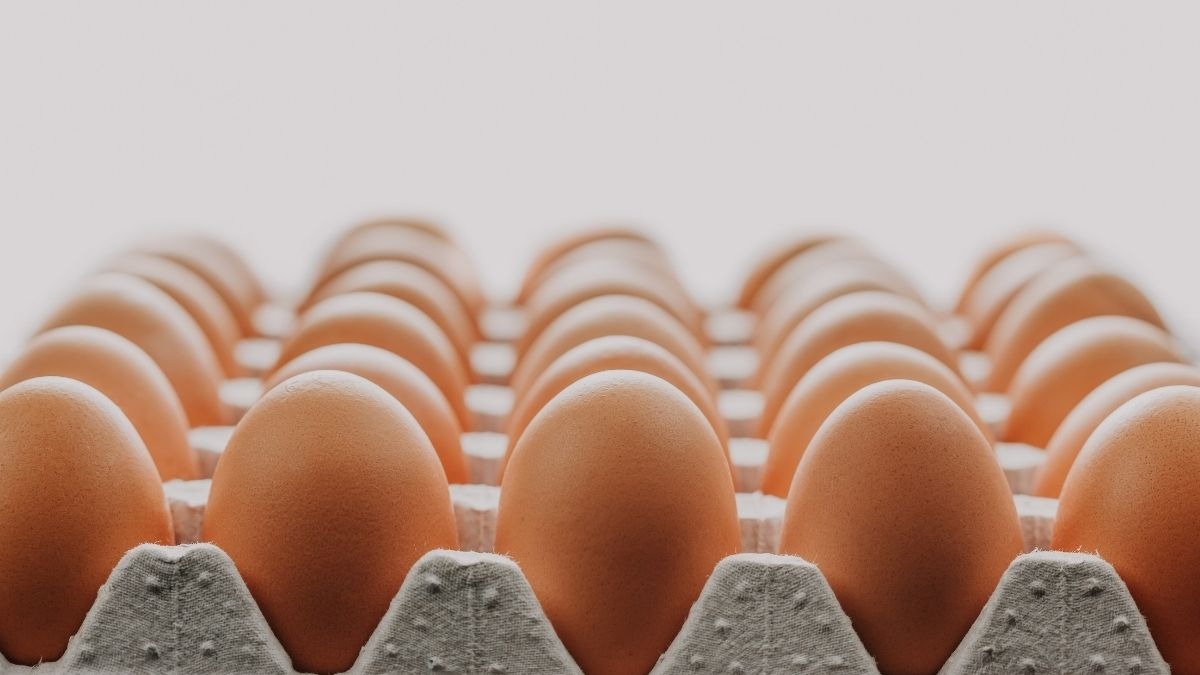 Uova fresche: richiamo per rischio salmonella in Sardegna - 