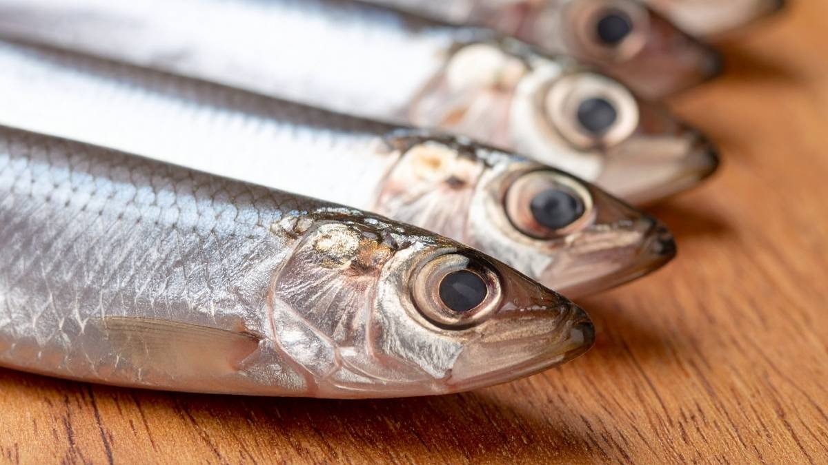 Sardine richiamate per eccesso di istamina: ecco quali sono i lotti a rischio - 