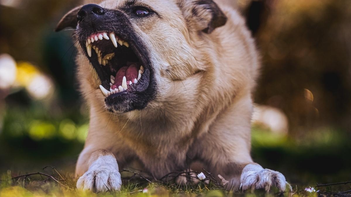 Aggressione ad Albano: bimba ferita da un cane, le sue condizioni sono serie - 