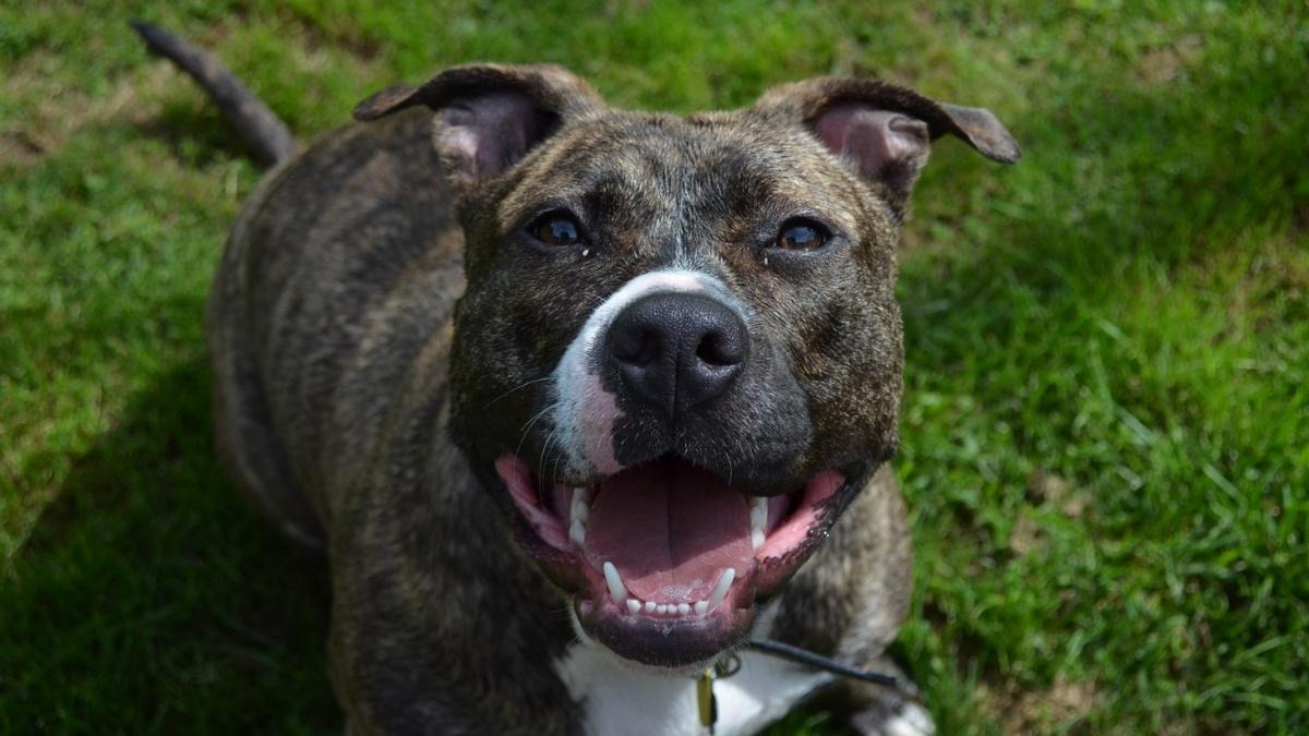 Bambino di Arezzo ferito da un pitbull a Ponza: trasportato a Latina in elisoccorso - 