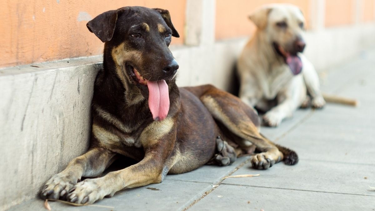 Cani randagi a Lentini: scuola sotto pressione dopo due aggressioni  - 