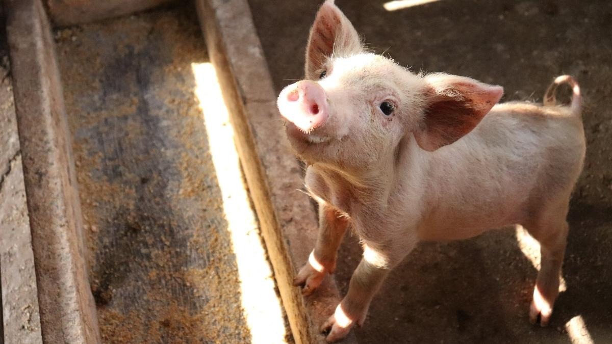 Blitz animalista ad Alghero: video sui macelli mostrati ai bambini delle elementari, è bufera - 