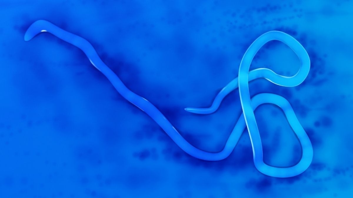 Sospetto caso di Ebola a Cagliari: uomo isolato dopo il rientro dal Congo [In aggiornamento] - 