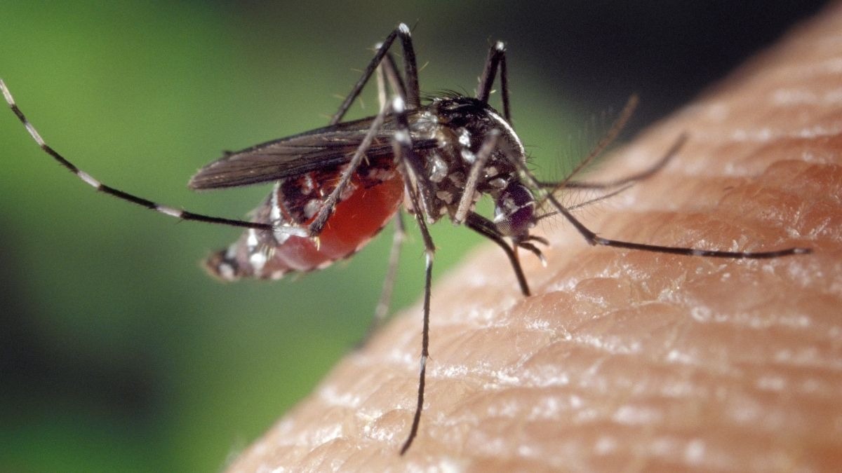 Il primo caso di West Nile in Veneto: attivati subito i piani di prevenzione regionali - 